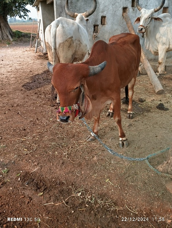 ગીર‌ ગાય