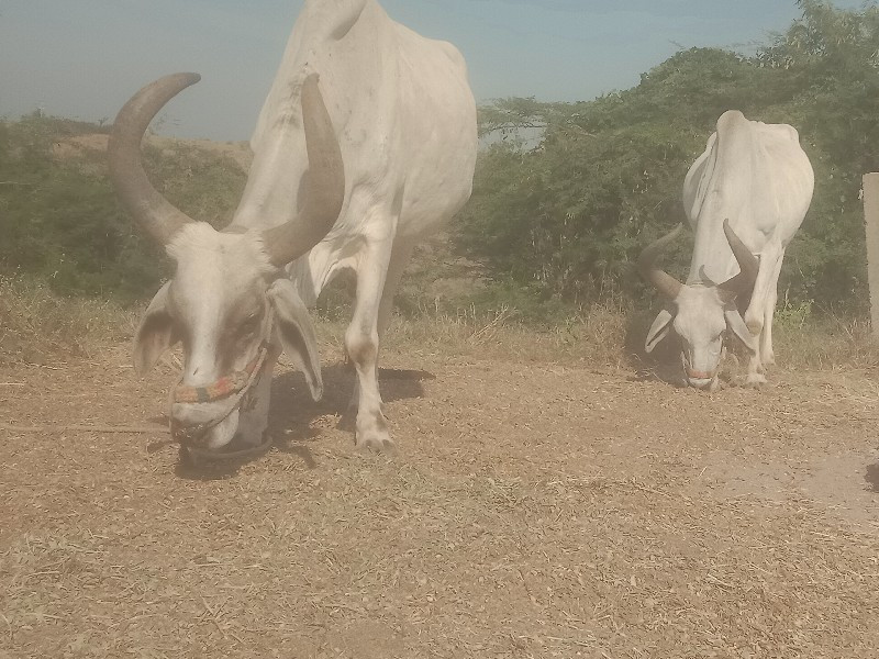 માડવીનોભુકોવેચવ...