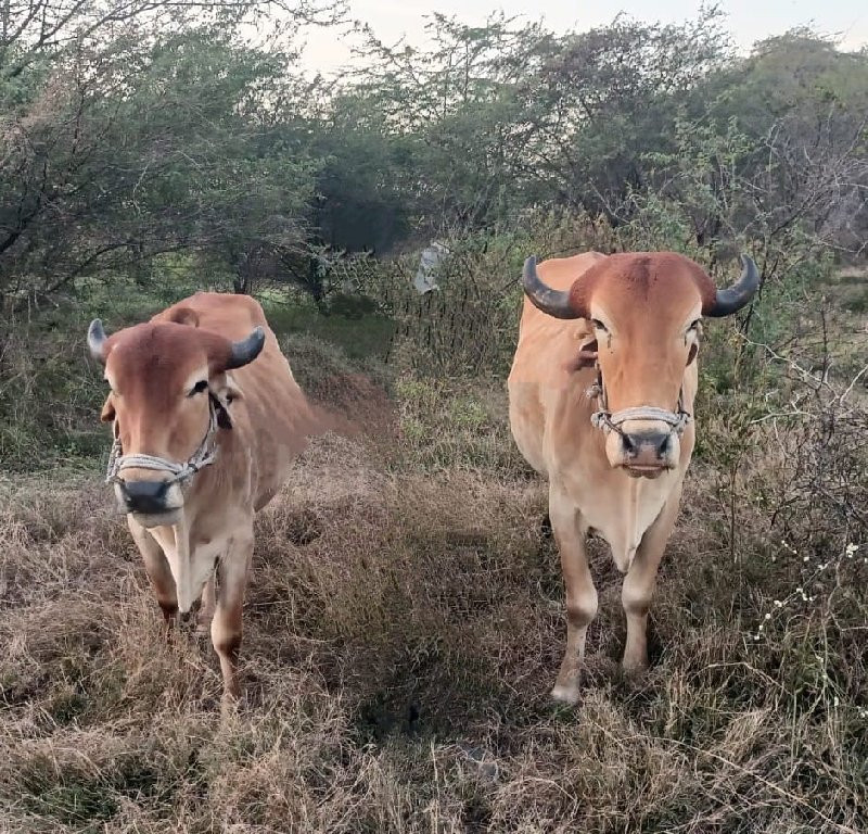 ગોઢલો  વેચવાનો...