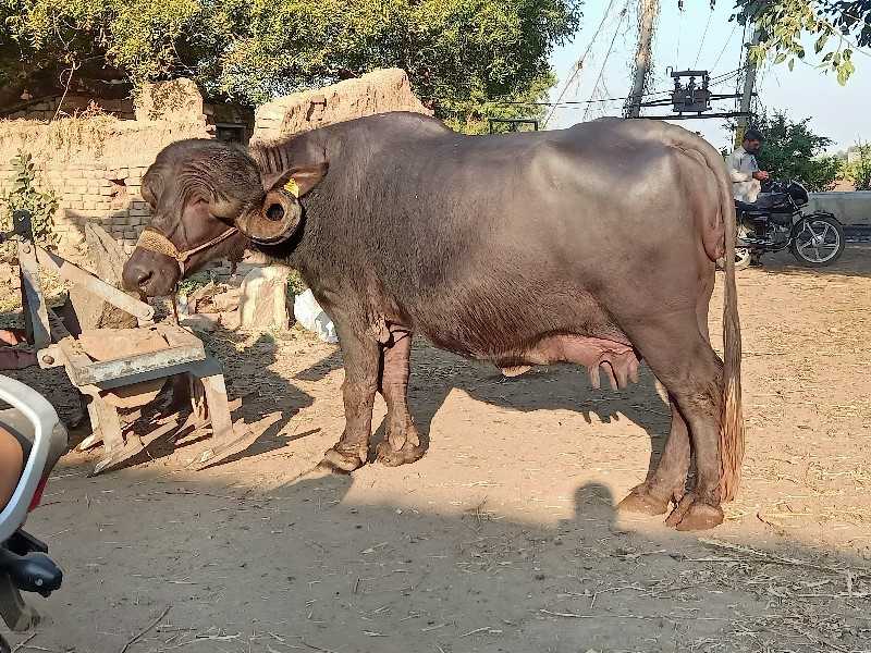 ભેંશ વેચવાની છે