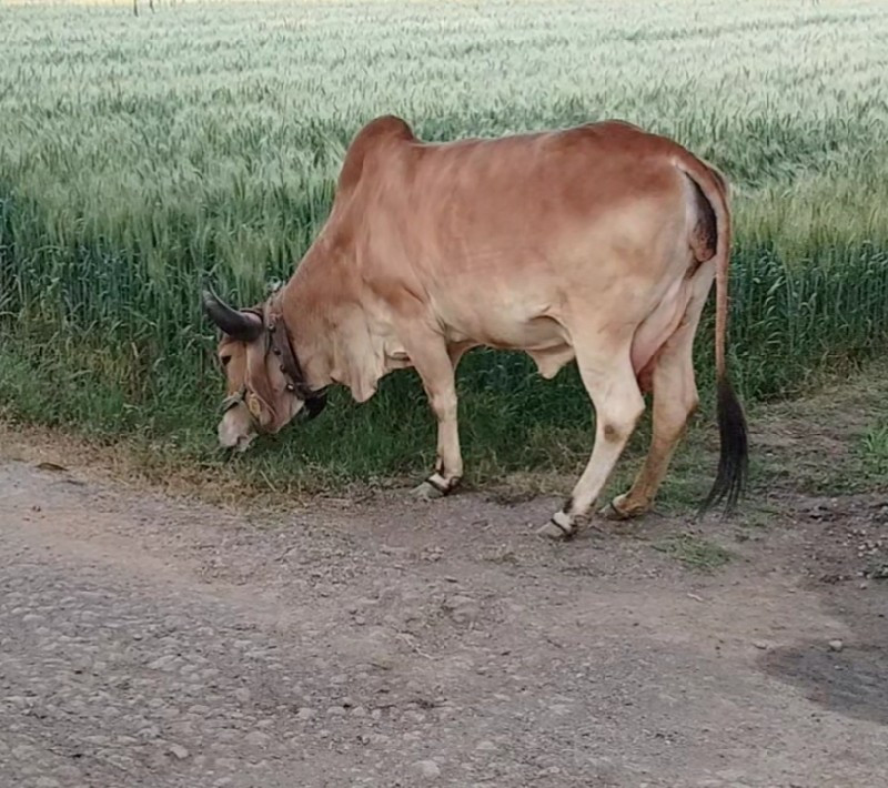 ગાય વેસવા ની છે