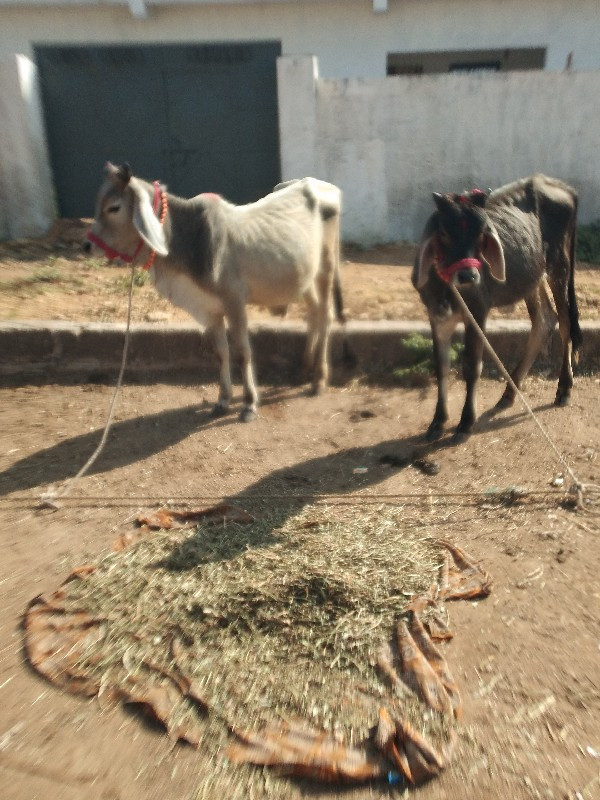 બદલા વેચવાના છે