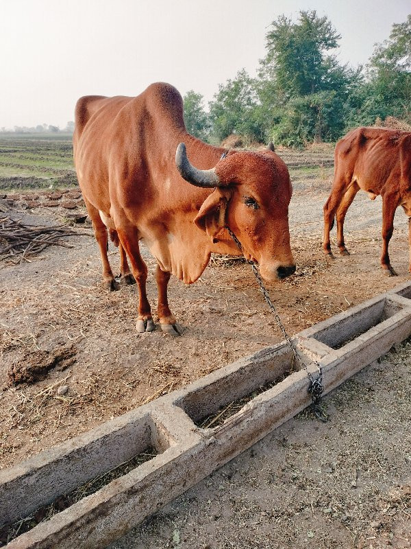 ગાય વેચવાની છે