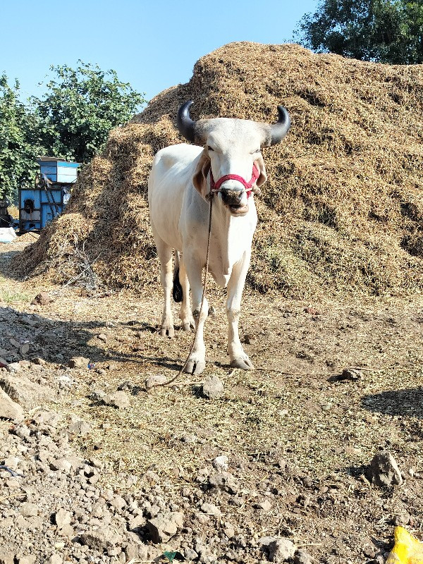 વેચવાનો છે એક જ...