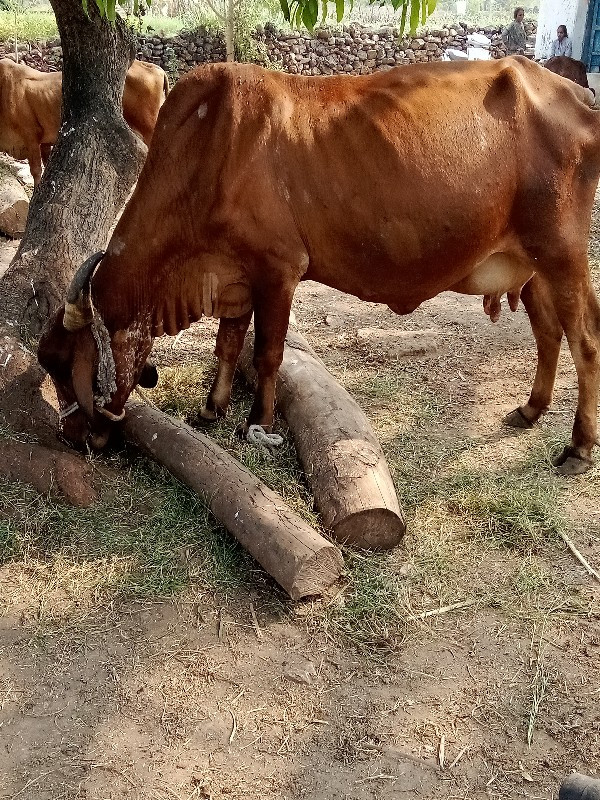 ગાય વેચવાની છે