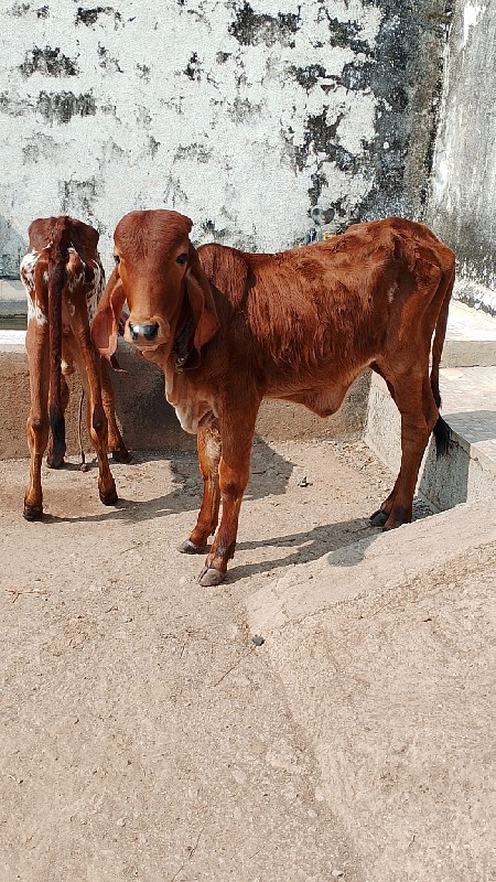 ઓરીજનલ ગીર વાસડ...