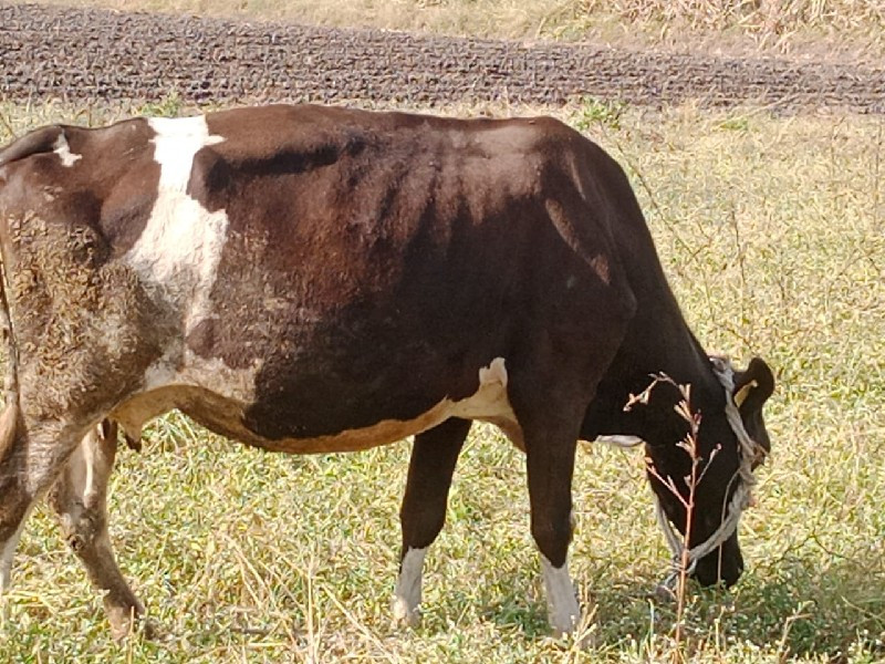 ગાય