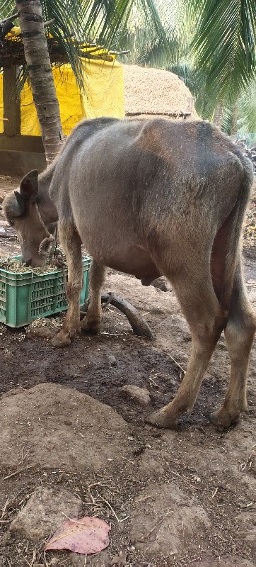 પાડો વેચવાનો છે