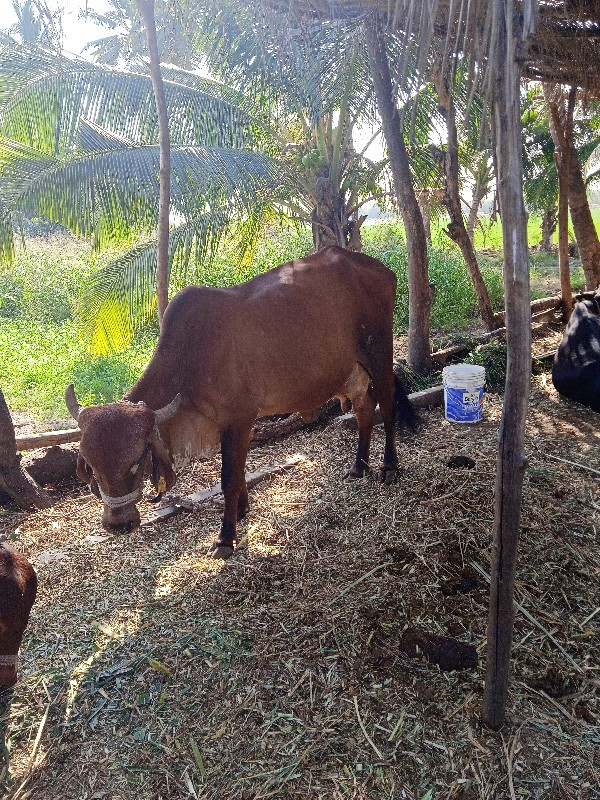 ગીર ગાય ૪ દિવસ...