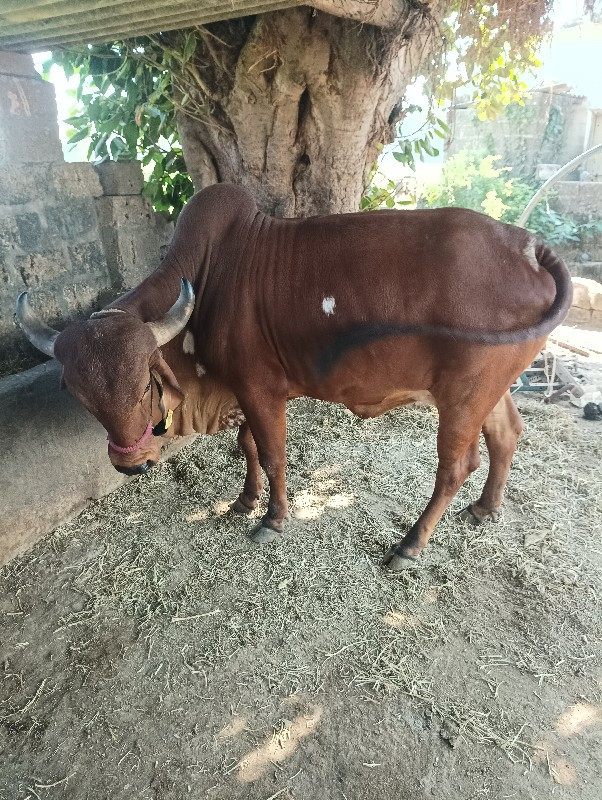 ગાય બેસવાની છે