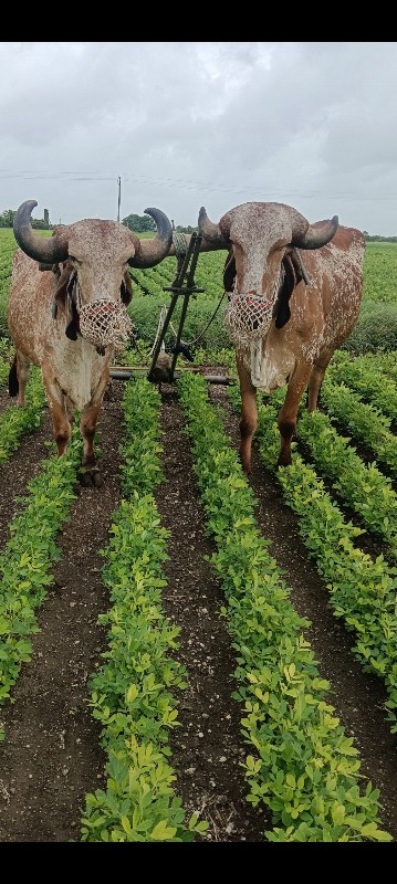 બરધ‌ વેચવાના 2....