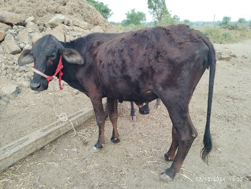 ઓડકી વેચવાની છે