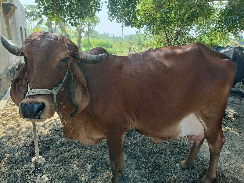 ગીર ગાય