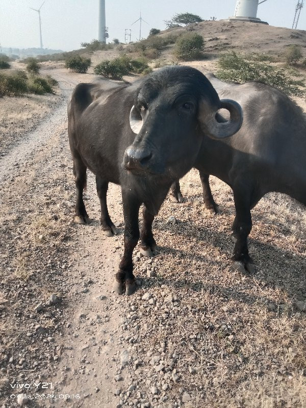 પાડોવેચાવ