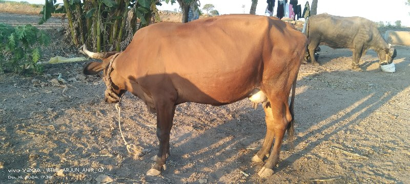 ગાયો