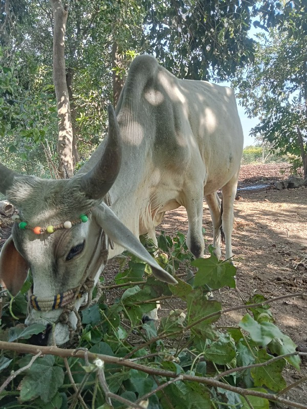 અસલ કછીડા