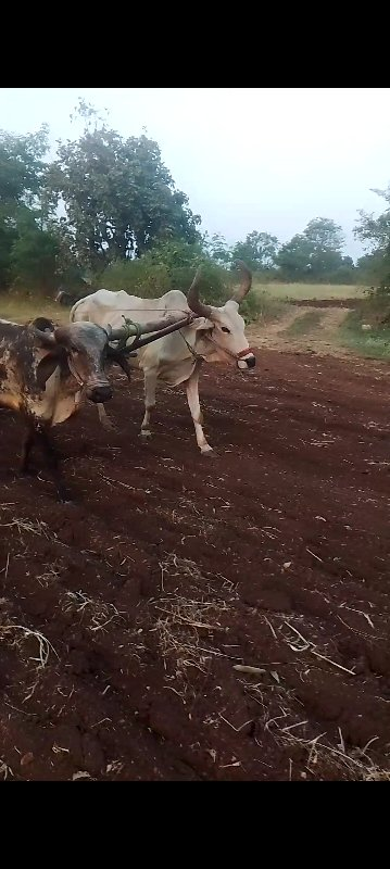 ગોઢલો વેચવનો છે