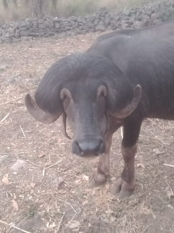 પાડો વેચવાનો છે...