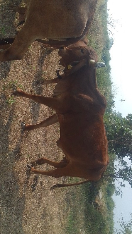 2 ગીર gir