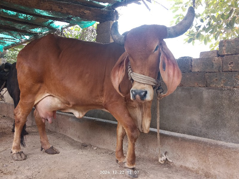 ગાય વેચવાની છે