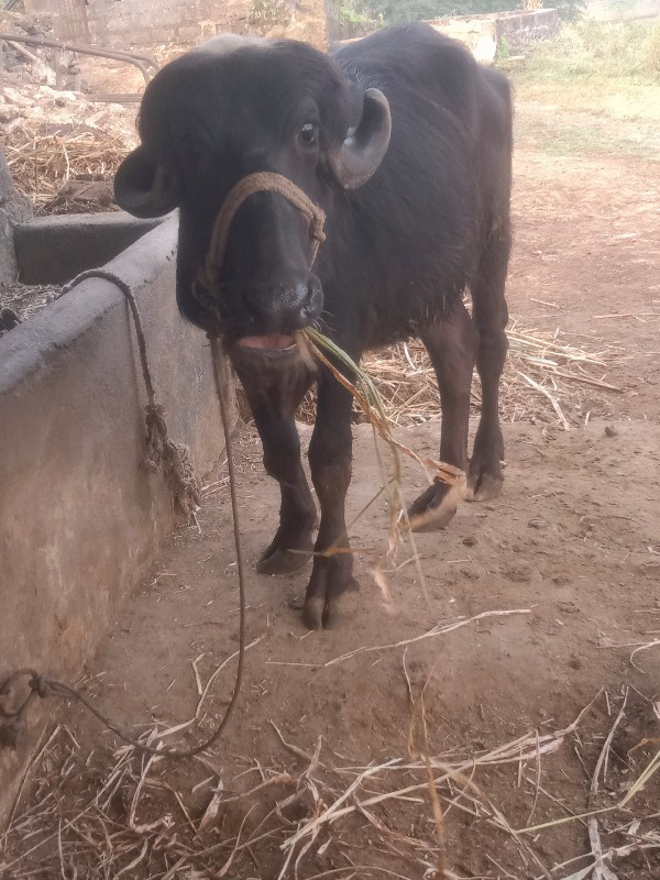 ખડેલી વેચવાની છ...