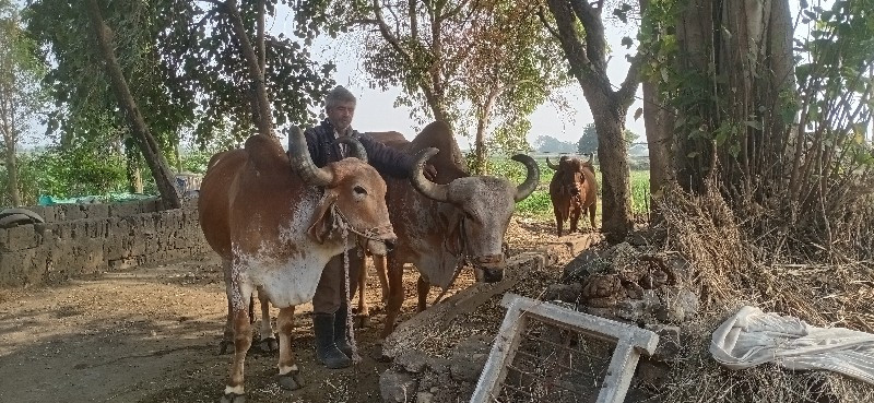 બળદ વેચવાલી છે