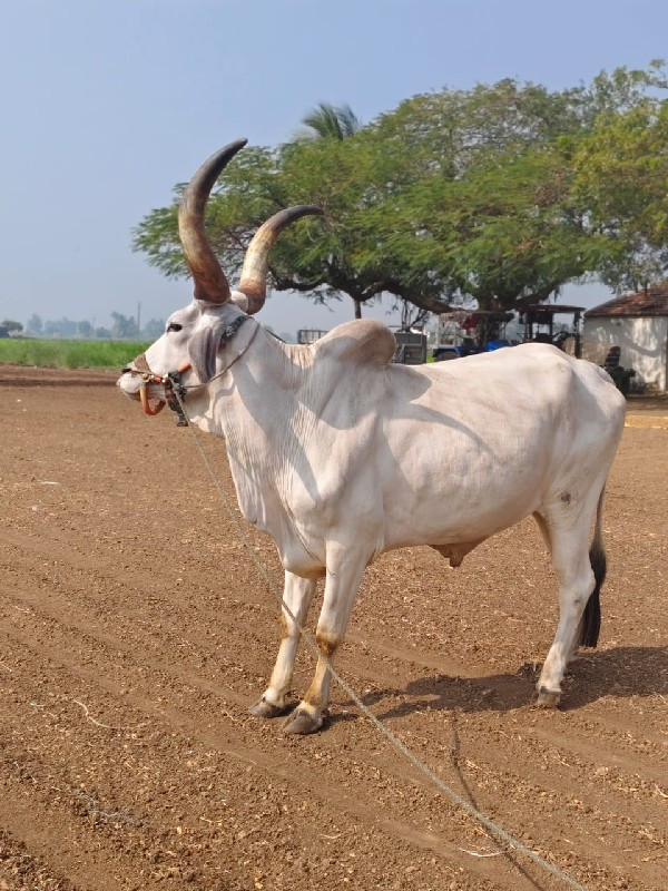 બળદ વેસવાનો છે