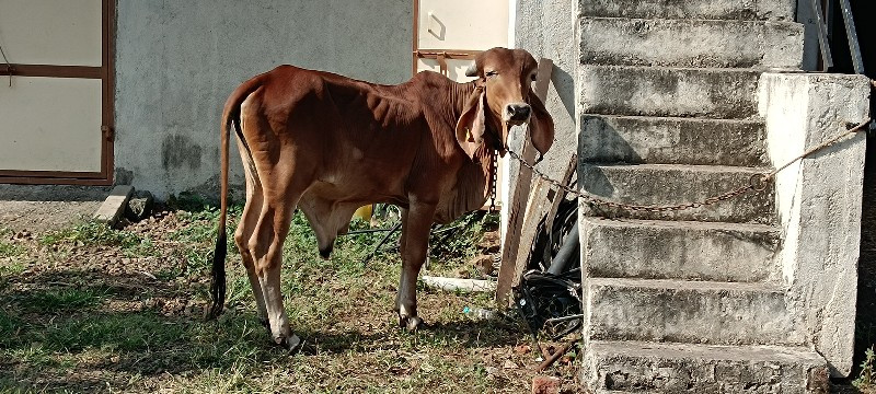 ઓરીઝનલ ગીર ખુંટ