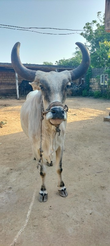 બળદ ગોધલો
1 ધર