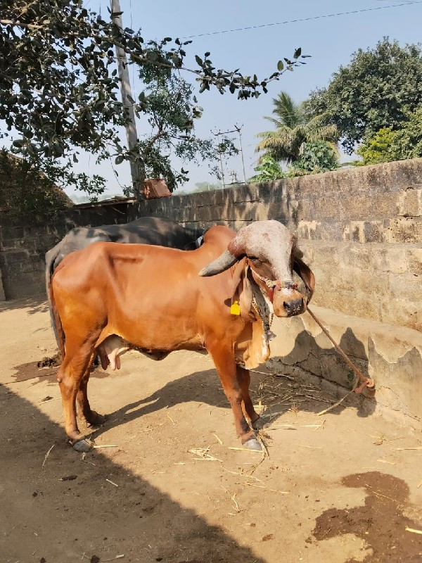 9 મહિના ગાભણી