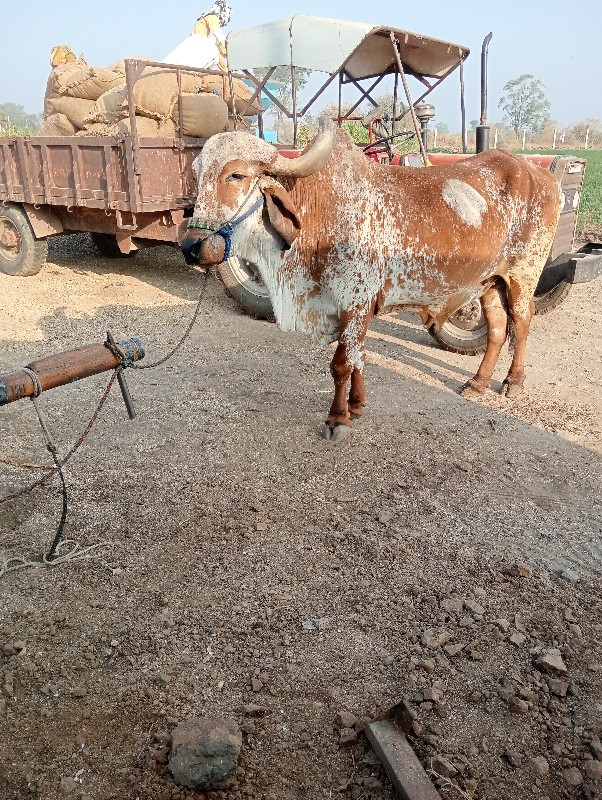 ૧૫ હજાર લેવાના...