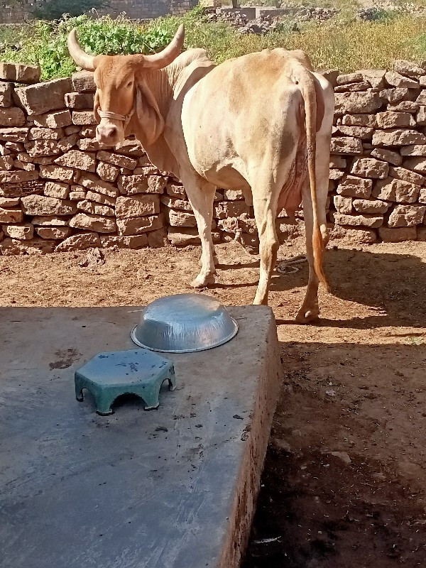 ગાયવેચવાનિ છે