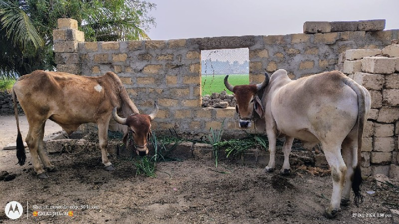 બળદ વેચવાના છેં