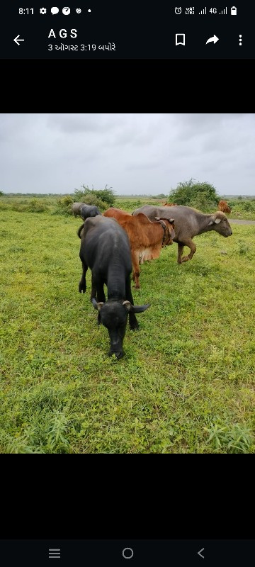 ઓરીજનલ કચ્છી બન...