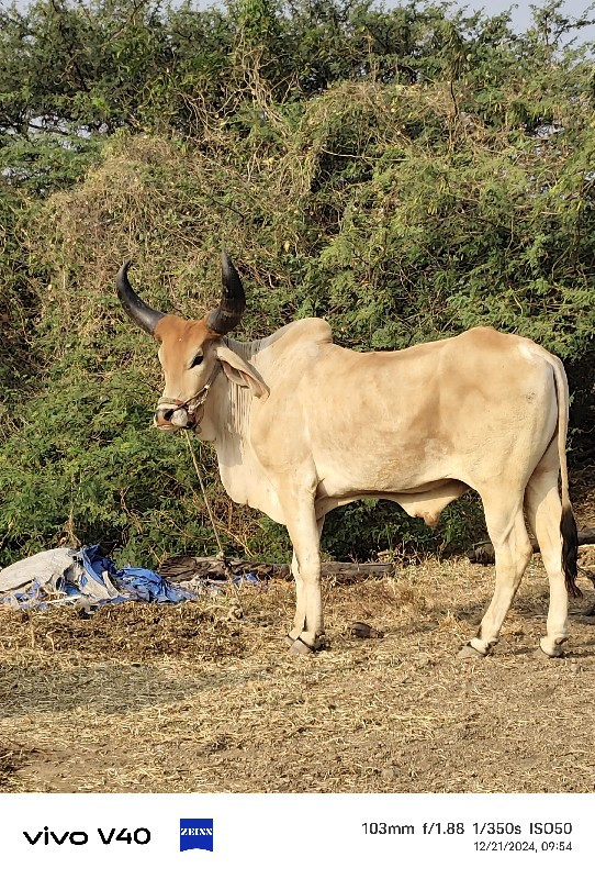 વેચવાનો છે