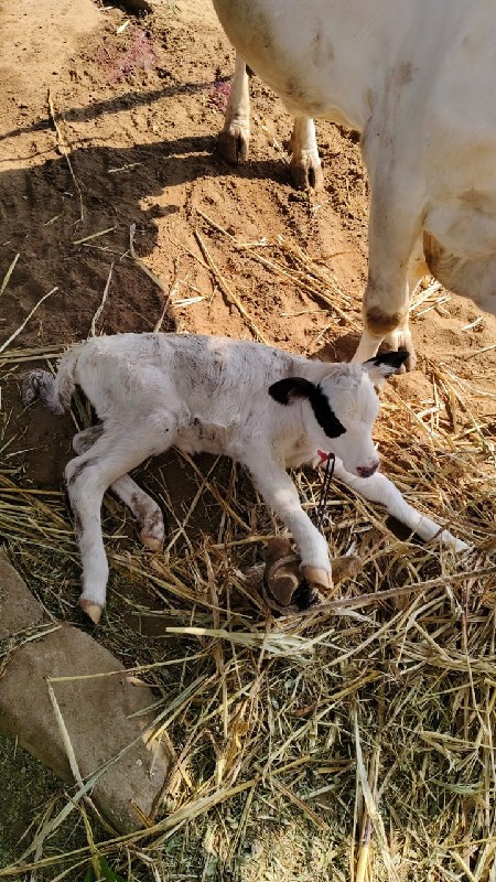 ગાય શંકર વેચવાન...