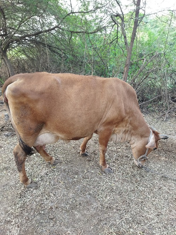 ગાય વેચવા ની છે