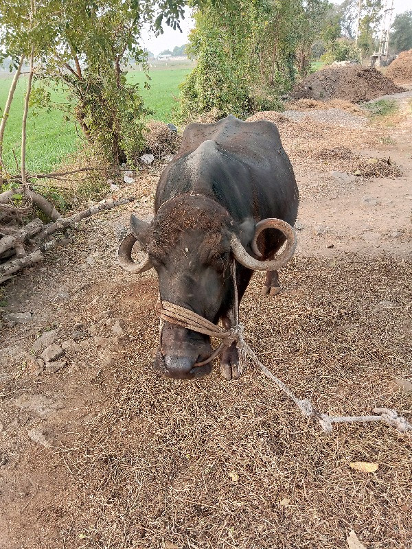 ભેંસ વેચવા છે