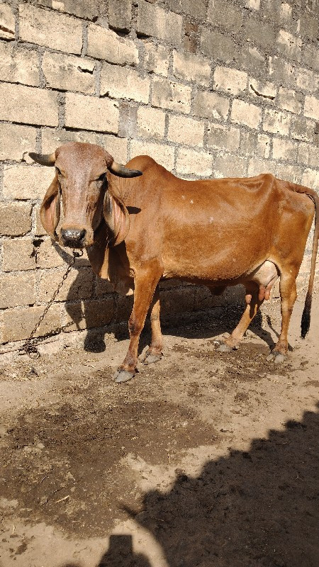 રાજકોટ