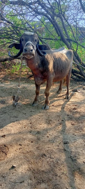 ભેંસ વેચવાની છે