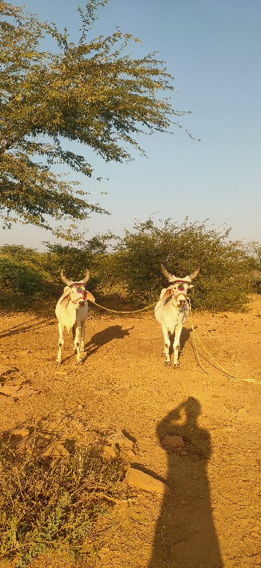 કરછ ના વઢયારા બ...