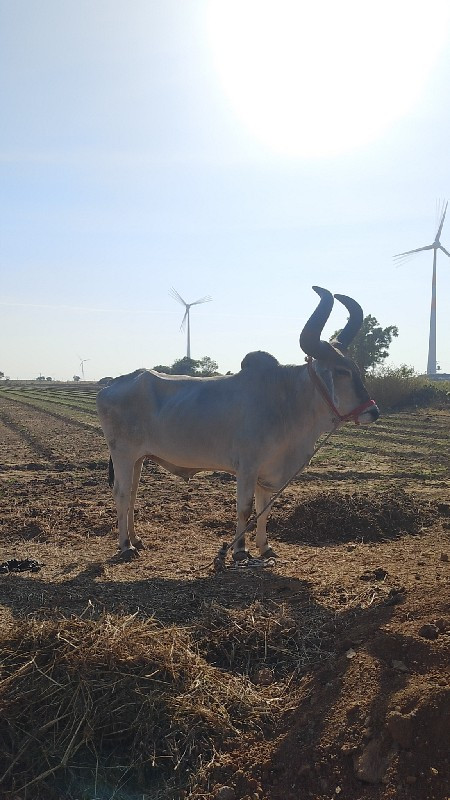 આ બળદ વેચવાનો છ...