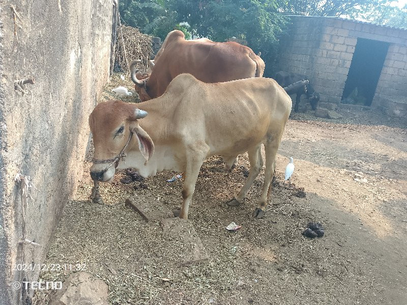 વેચવાનુ