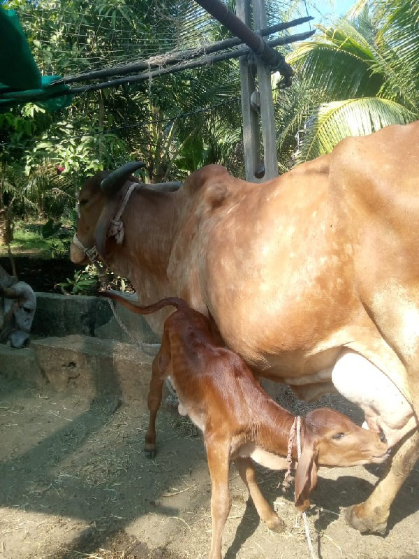 ગાય 🐄