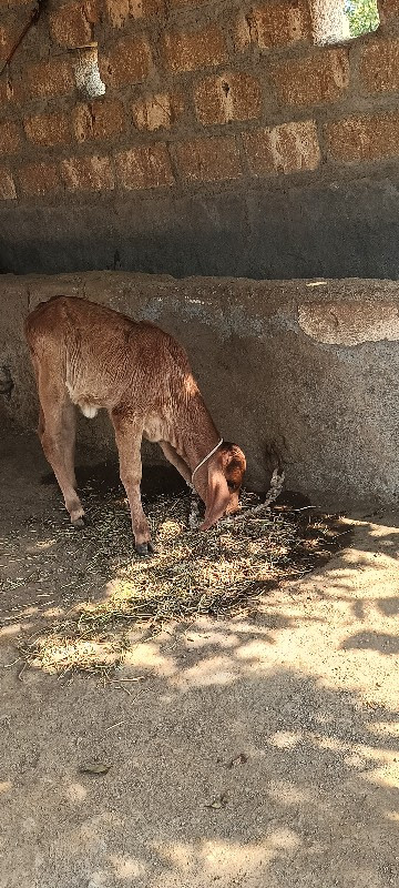 સાત લીટર દૂધ છે