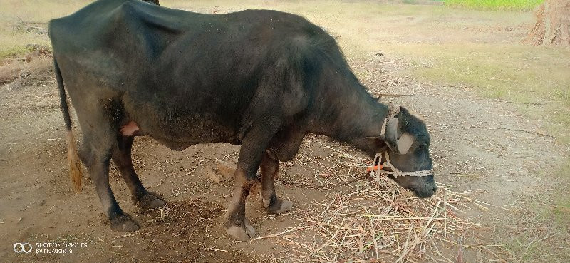 ભેંસ વેચવાની છે