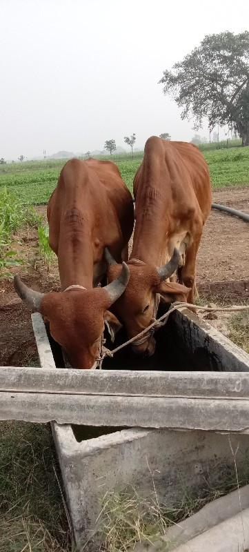 ગોઢલા વેચવાના છ...