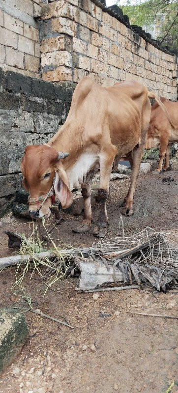 ગોઢલો વેસવાનો છ...