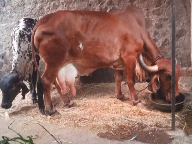 ગીર ગાય વેચવાની...