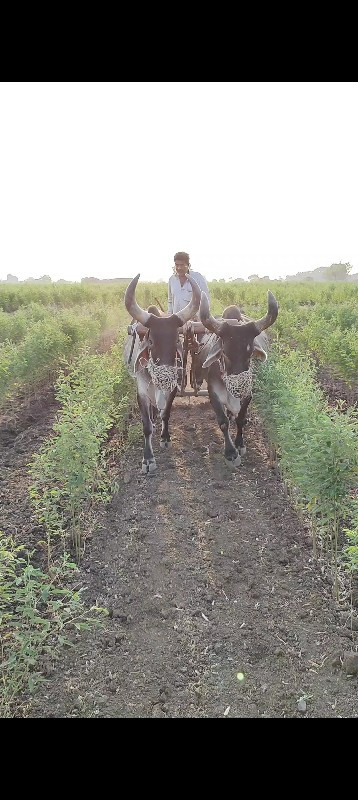 જાંબા બળદ વેચવા...